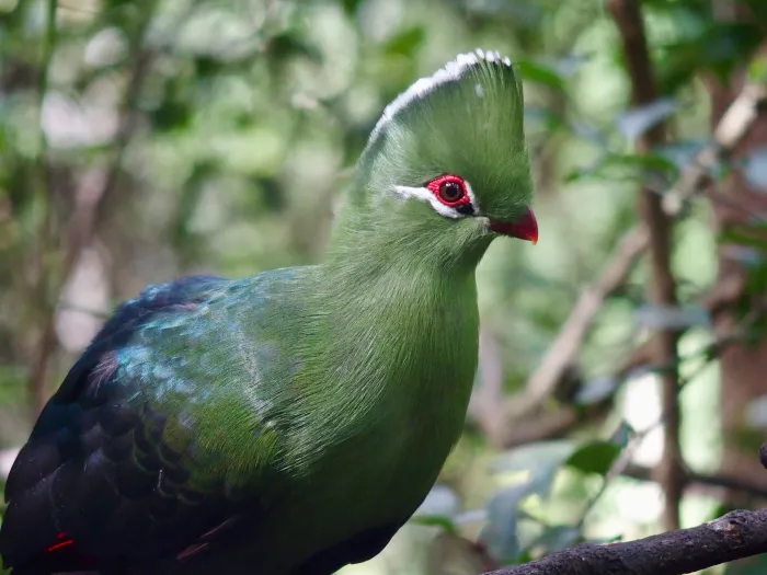 The bird Knysna Turaco